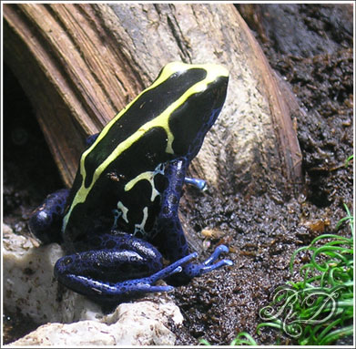 femelle tinctorius